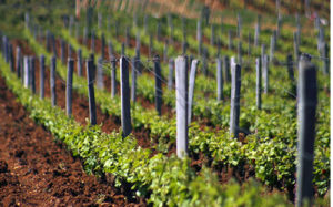 DRC vines