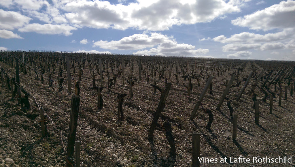 Lafite Rothschild Vines